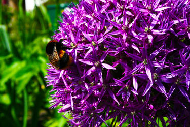 Allium with a bee