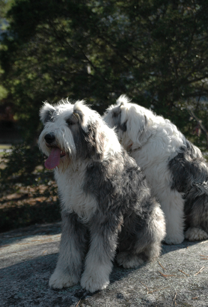 Sheepdogs at Stone Mountain 1