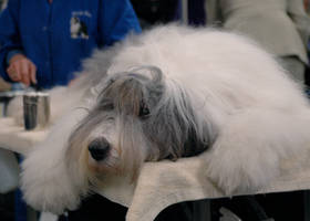 Dog Show 5