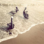 Pelicanos by maricambero by MariCambero