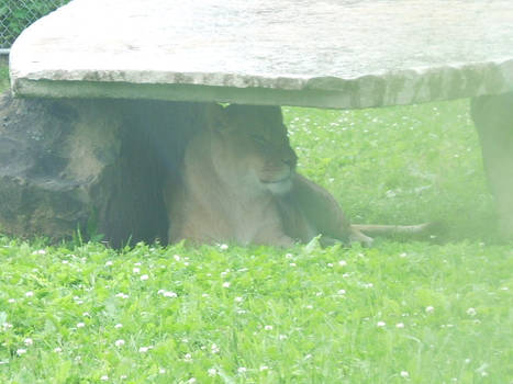 Sheltered From the Rain