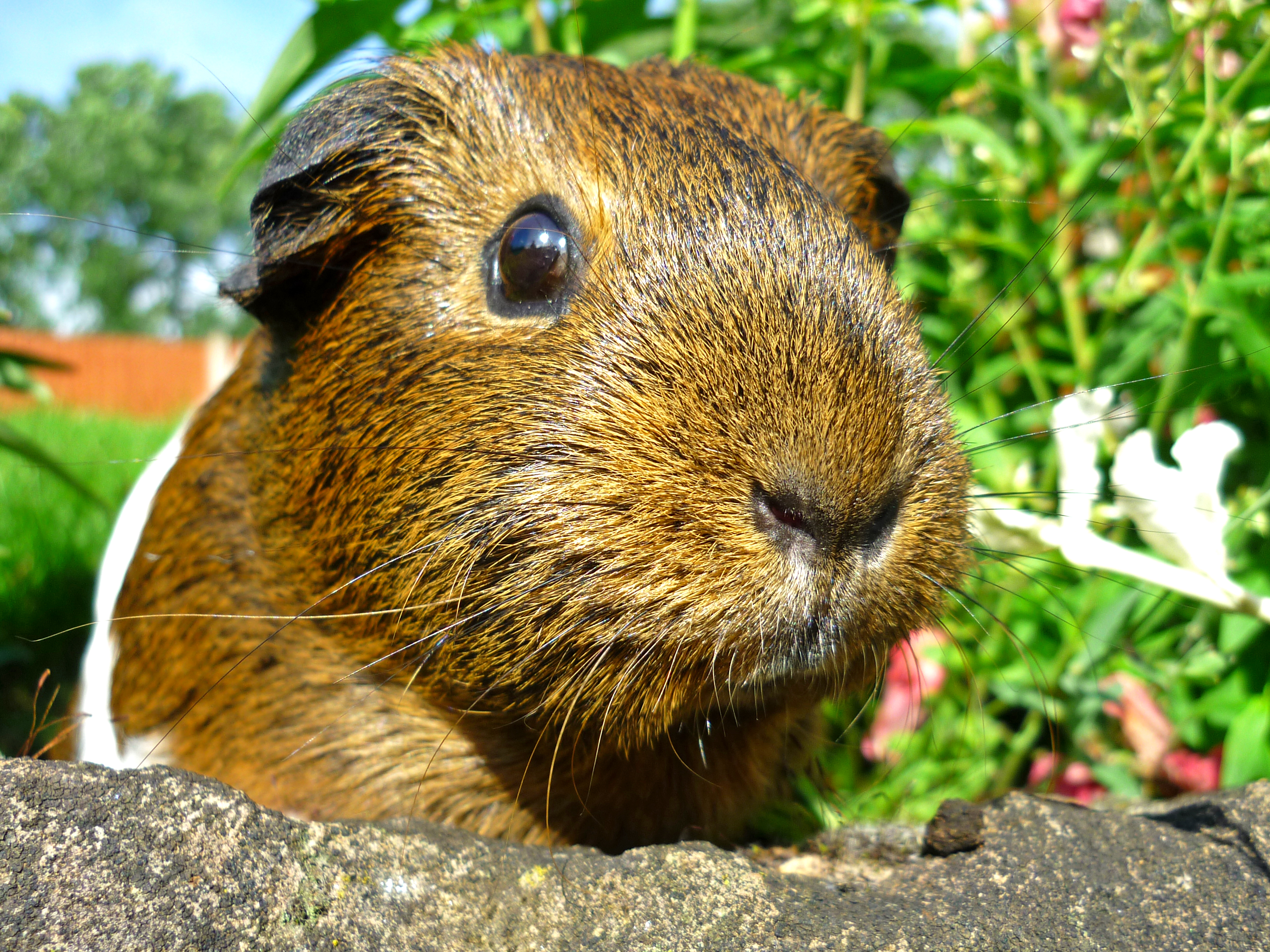 Natural piggie