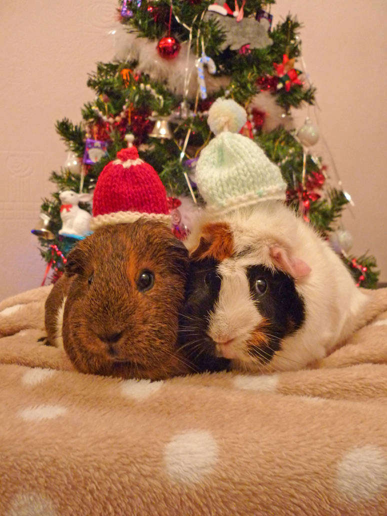 Christmas Piggies by Crafty-lil-vixen