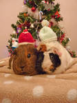 Christmas Piggies by Crafty-lil-vixen