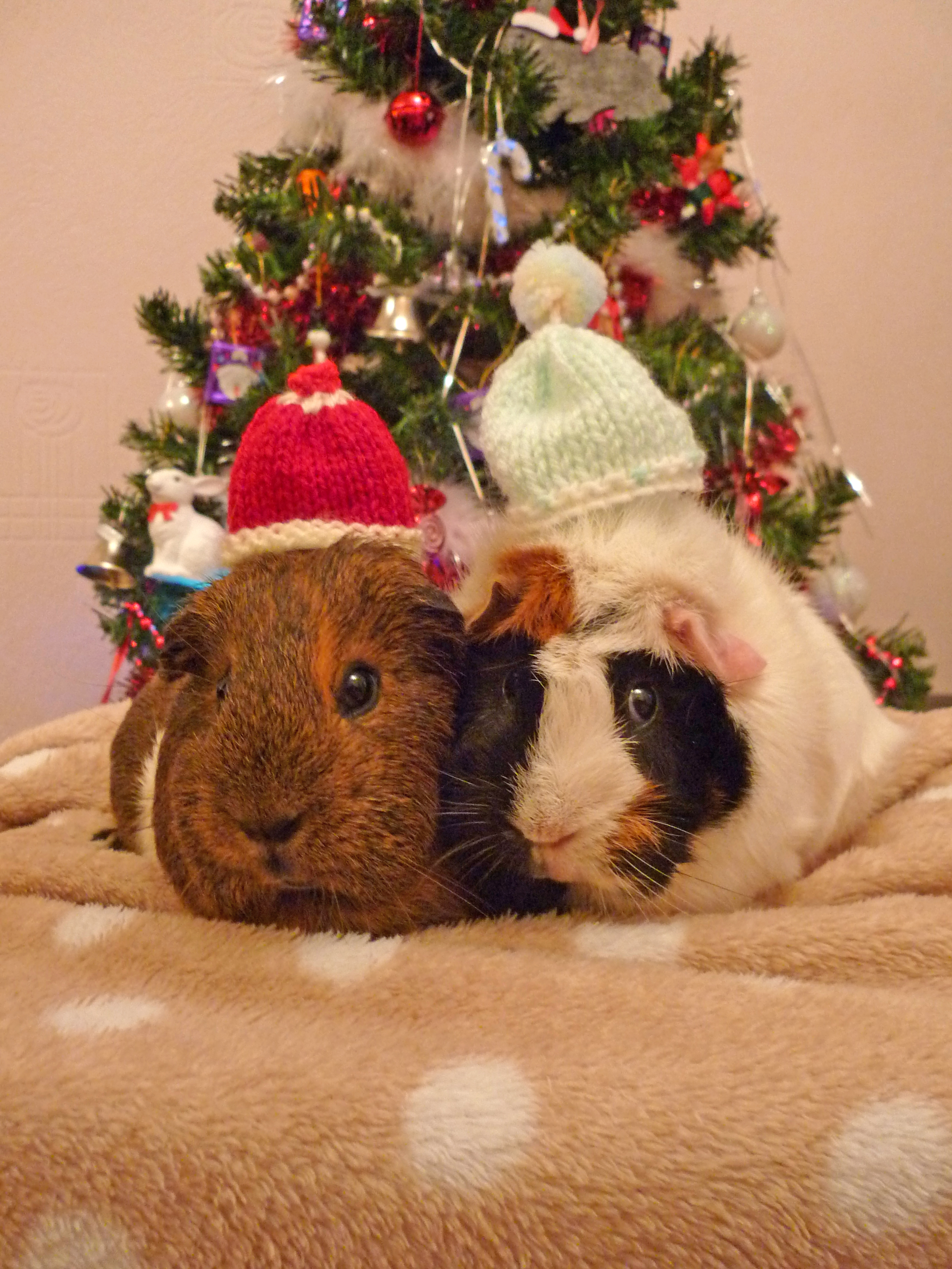 Christmas Piggies by Crafty-lil-vixen