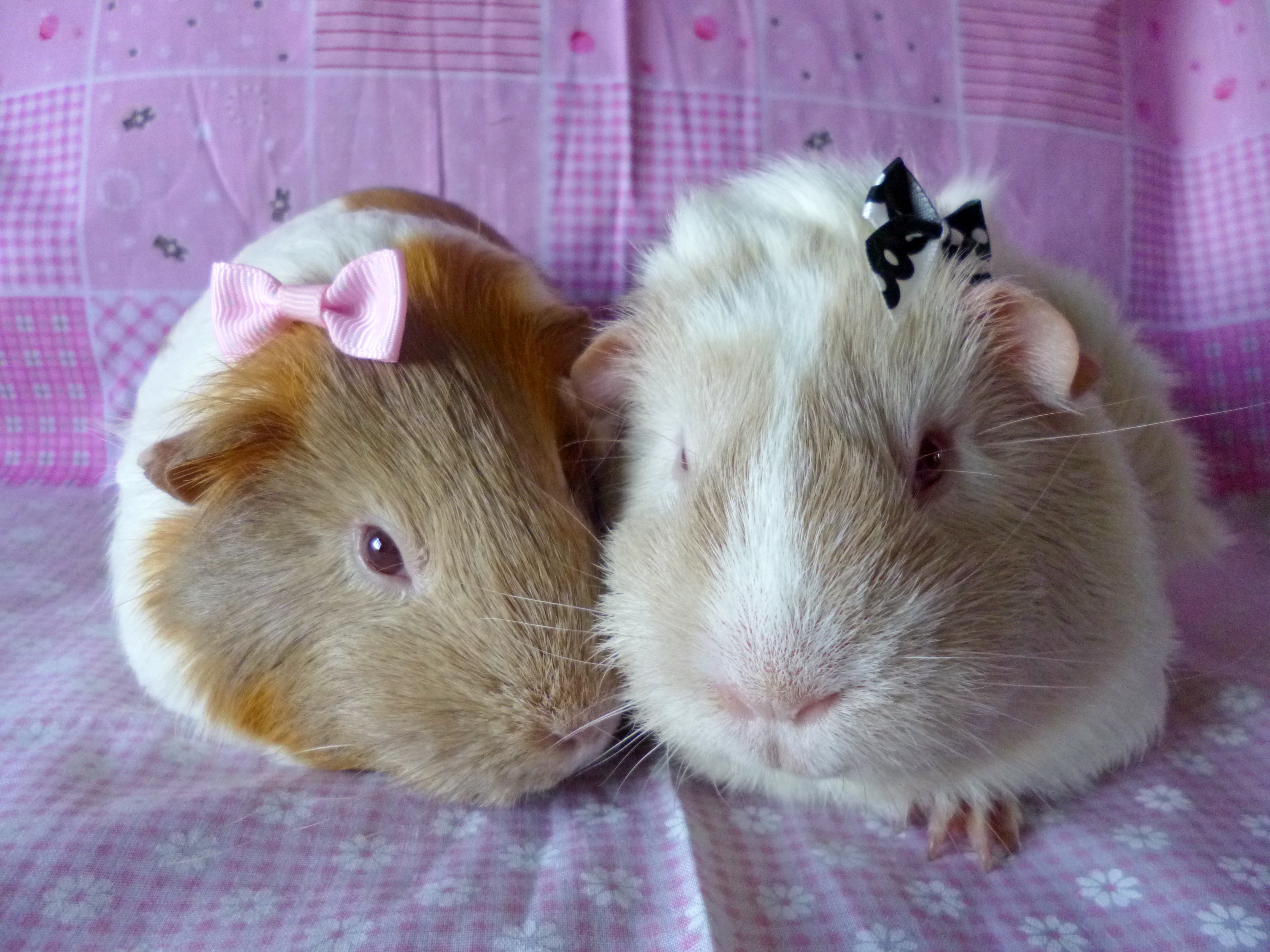 little Piggie Princesses