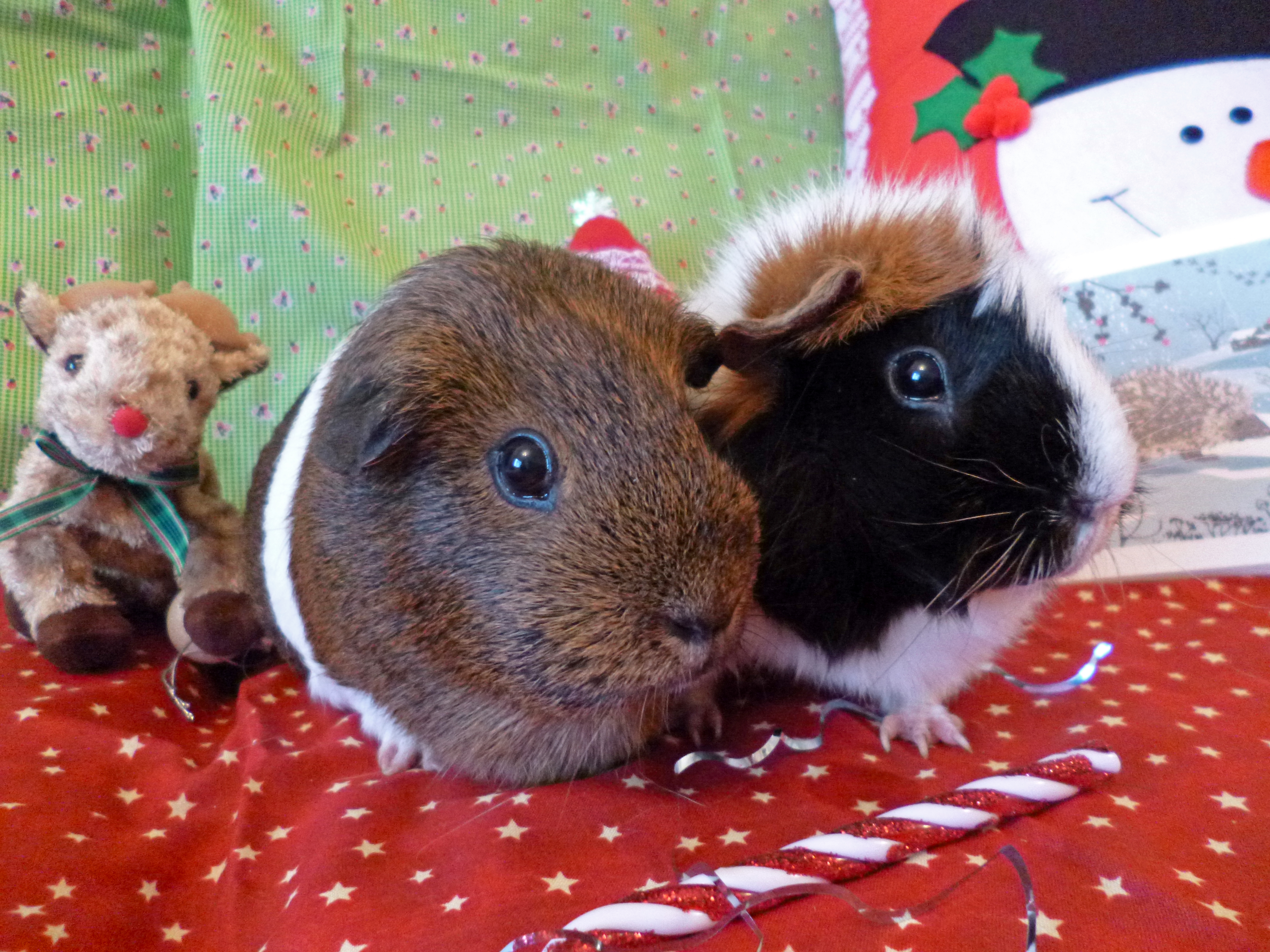 Merry Christmas - Lily and Pinky