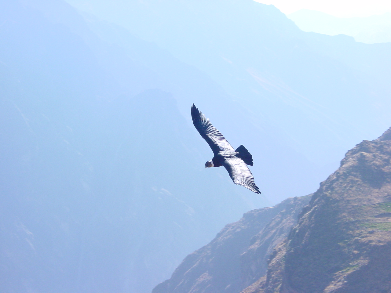 King Condor, Colca canion Peru