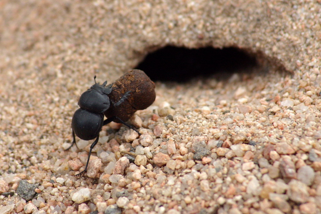 the dung beetle