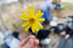 yellow flower by uae-marwan