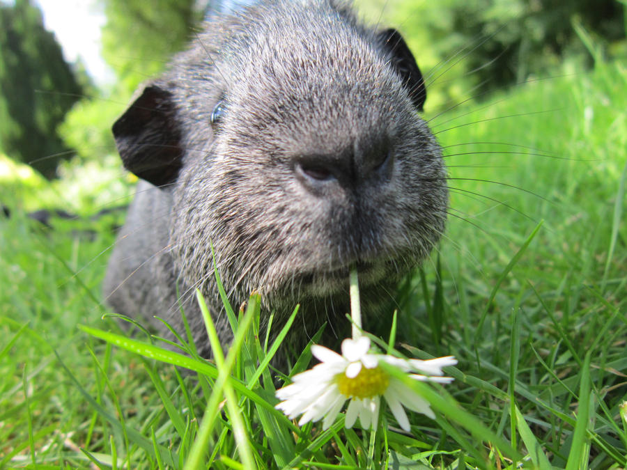 daisies