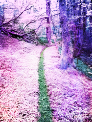 Faerie Forest