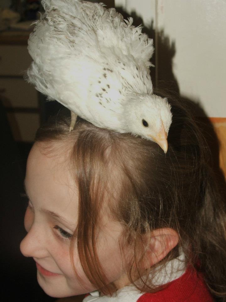 Chick on the head!