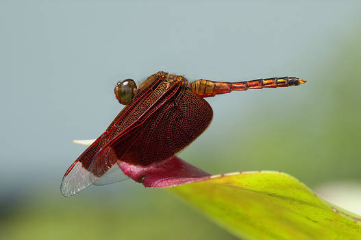 red dragonfly