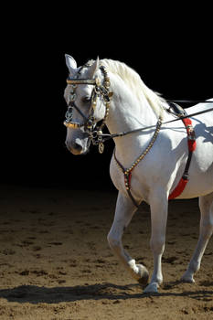 Lipizzaner