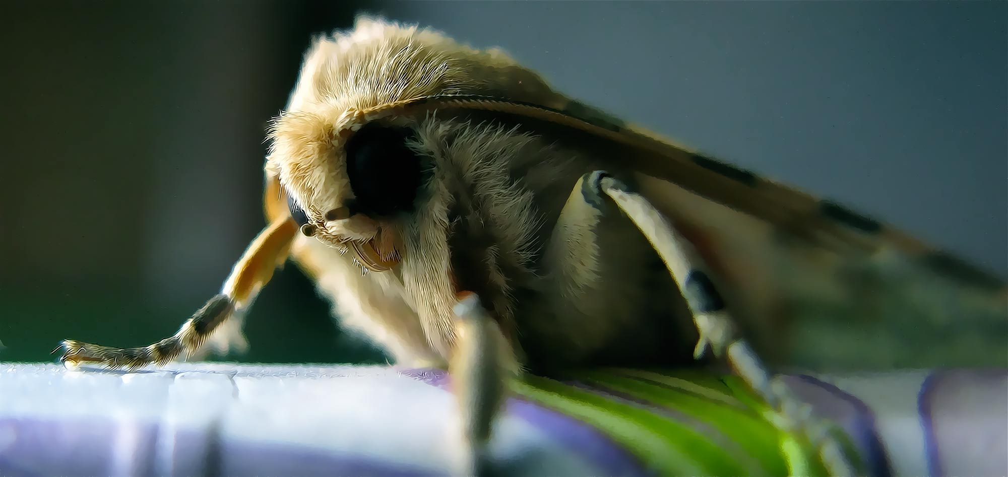 Fuzzy moth