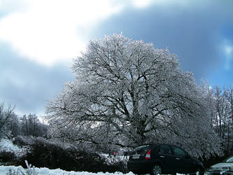 Snow tree