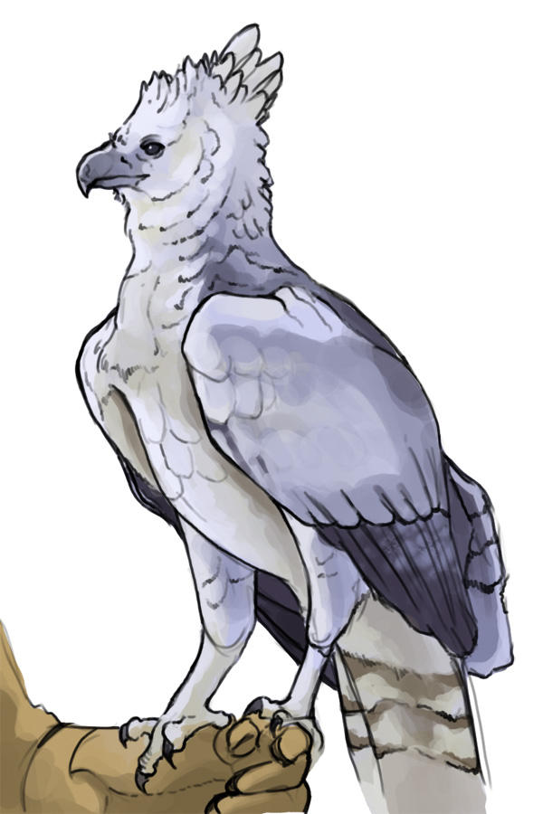 Harpy Eagle by legacyofpiracy on DeviantArt