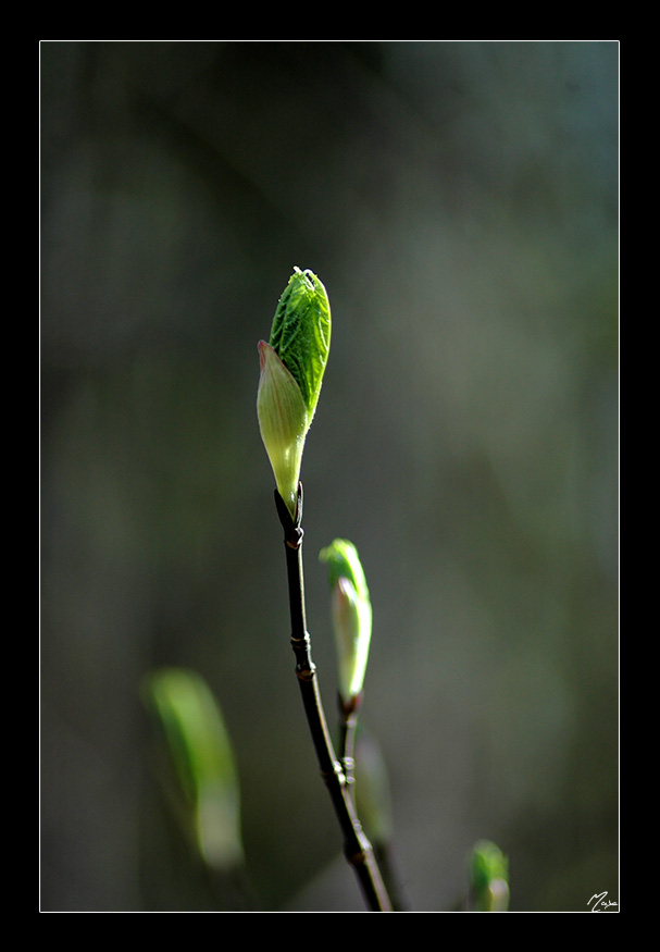 Green Sprout