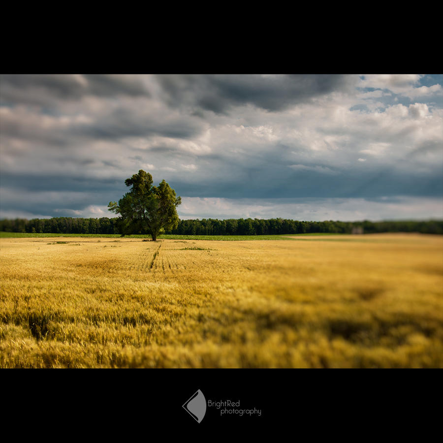 Hay Field