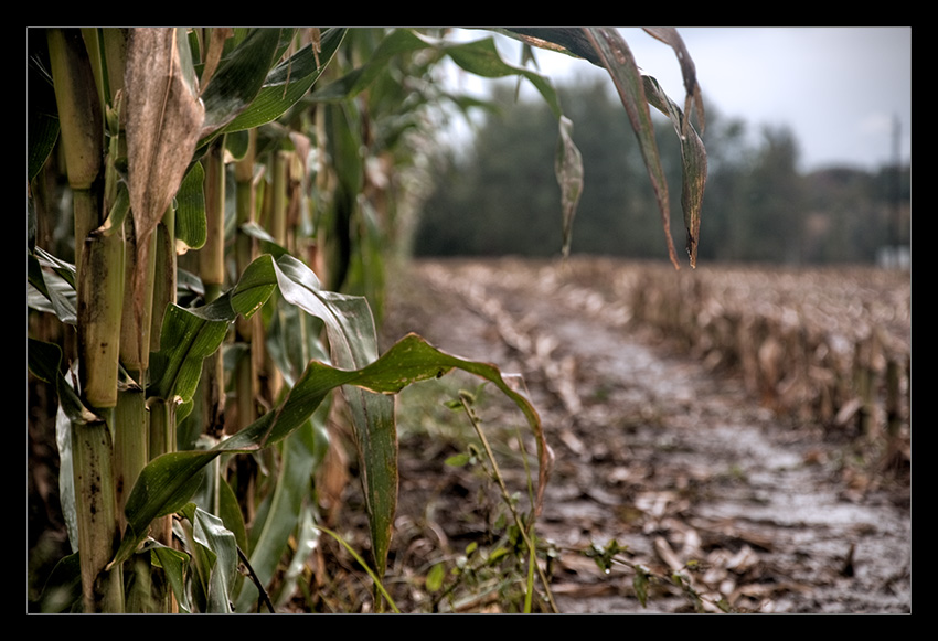 Harvest Time