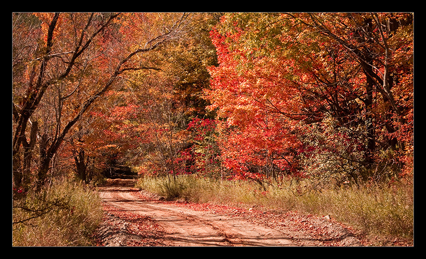 Autumn Road