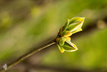 Blossoms