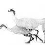 Ratite Ceratosaur