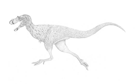 An Adolescent Gorgosaur