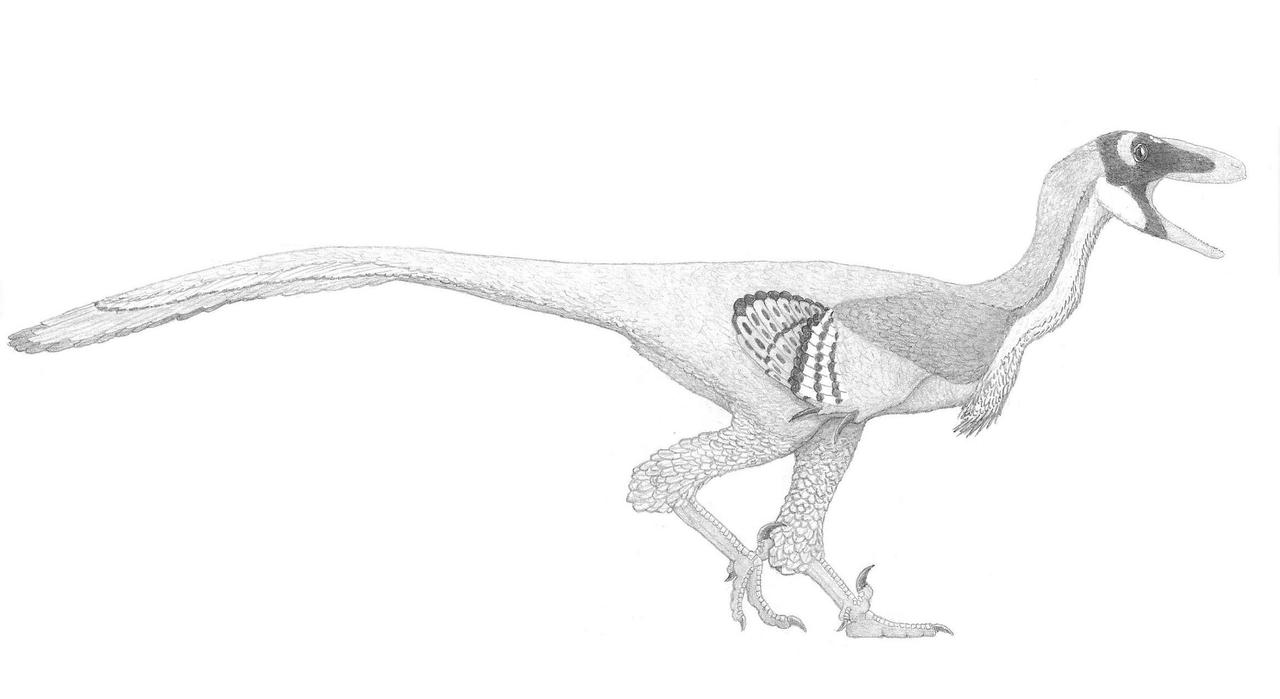 A Dinosaur Park (and Two Medicine) Non-Tyrant