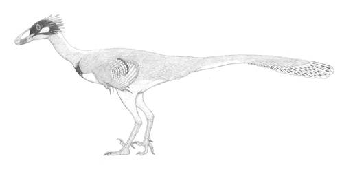 An Inquisitive Saurornithoid
