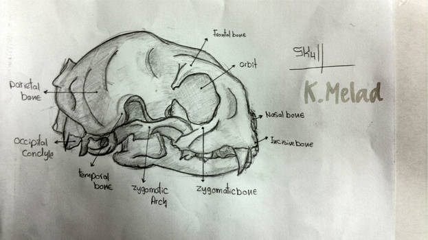 Cat skull