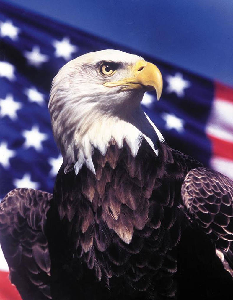 Звук орла америка. Белоголовый Орлан США. Символ Америки белоголовый Орлан. Белоголовый Орлан на флаге США. Белоголовый орёл символ Америки.