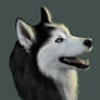 Husky portrait