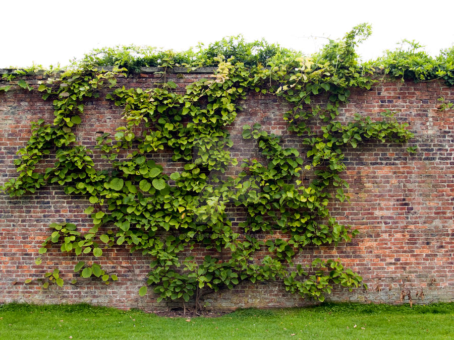 isourcetextures.com vine