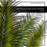 Palm Frond Textures
