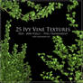 Ivy Vine Textures