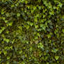 Tiling Ivy Texture