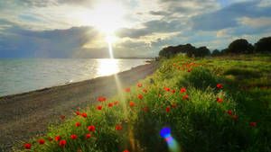 Spring Afternoon