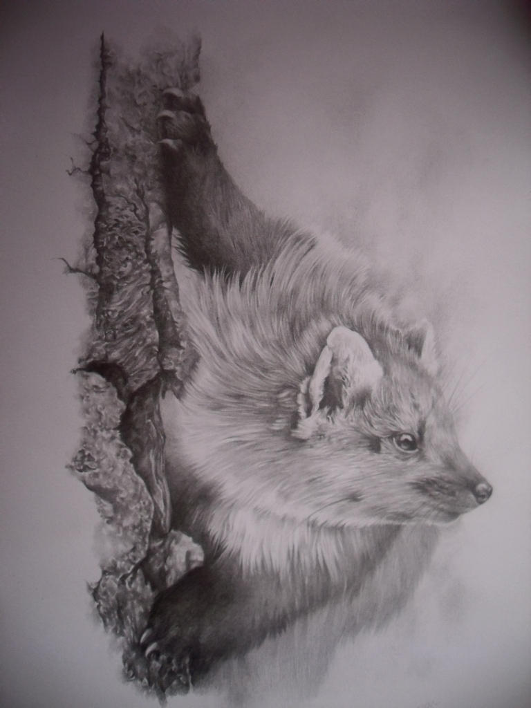 Pine Marten By Uralowa On DeviantArt