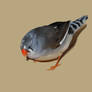 Pied Zebra Finch