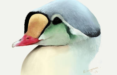 king eider