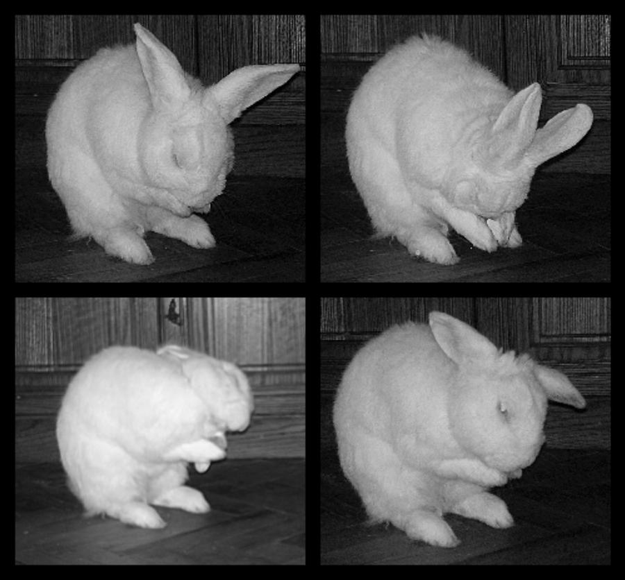 Deviantart Floppy Rabbit Floppy by elensye on DeviantArt