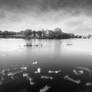 Tern Gulls II