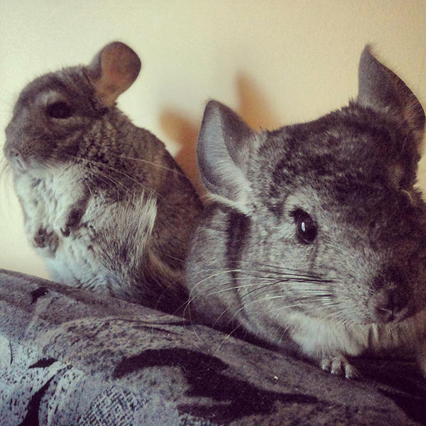 our chinchillas by FoxInShadow our chinchillas by FoxInShadow