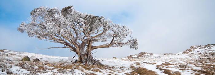 Snowgum