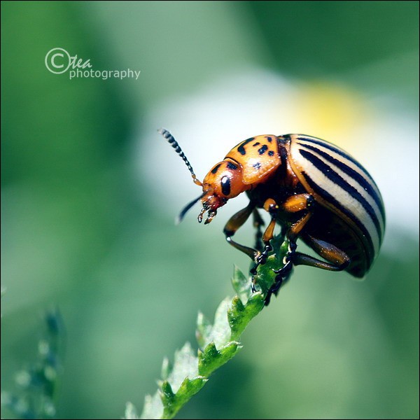 on the top of grassy world