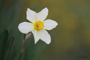 Narcissus