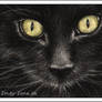 Black Cat Selina ACEO