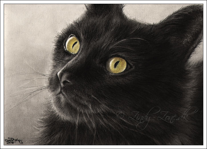 Selina Black Cat